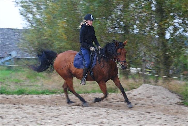 Anden særlig race Rocky - 24.09.2010 billede 9