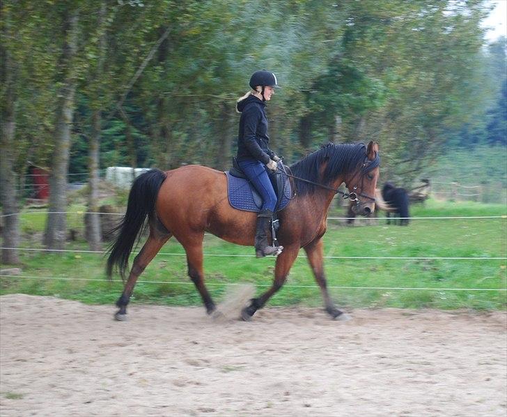 Anden særlig race Rocky - 24.09.2010 billede 10