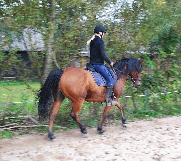 Anden særlig race Rocky - September 2010 billede 11