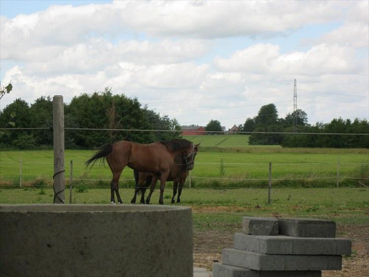 Traver Seeker Hornline (S) ¤R.I.P¤ - Neej en sød pony, ham Charmer er billede 4