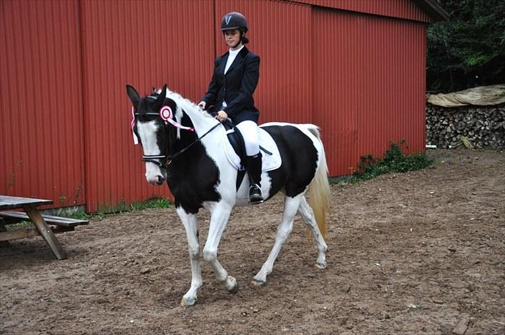 Pinto mugie billede 6