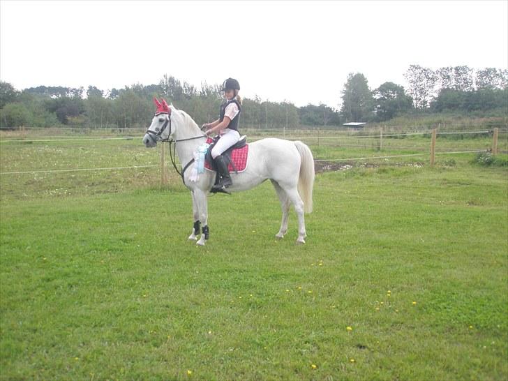 Welsh Pony (sec B) Lyngvejens Eliza (SOLGT) Savnet ? - Jeg tænker på dig hver dag.  billede 8