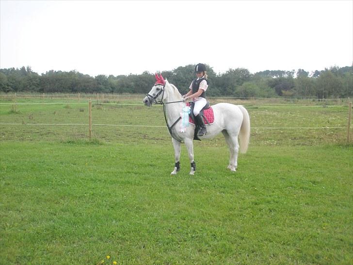 Welsh Pony (sec B) Lyngvejens Eliza (SOLGT) Savnet ? - Du lyser op når det er mørkt. Du har ændret mig. <3  billede 3