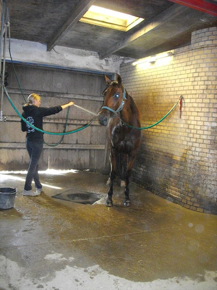 Traver Seeker Hornline (S) ¤R.I.P¤ - Vaskning efter træning på Skovbo  billede 6