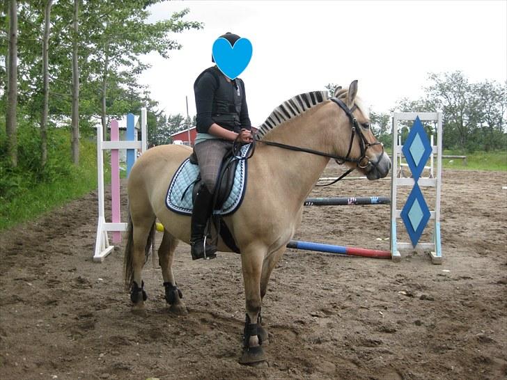 Fjordhest Fanny billede 3