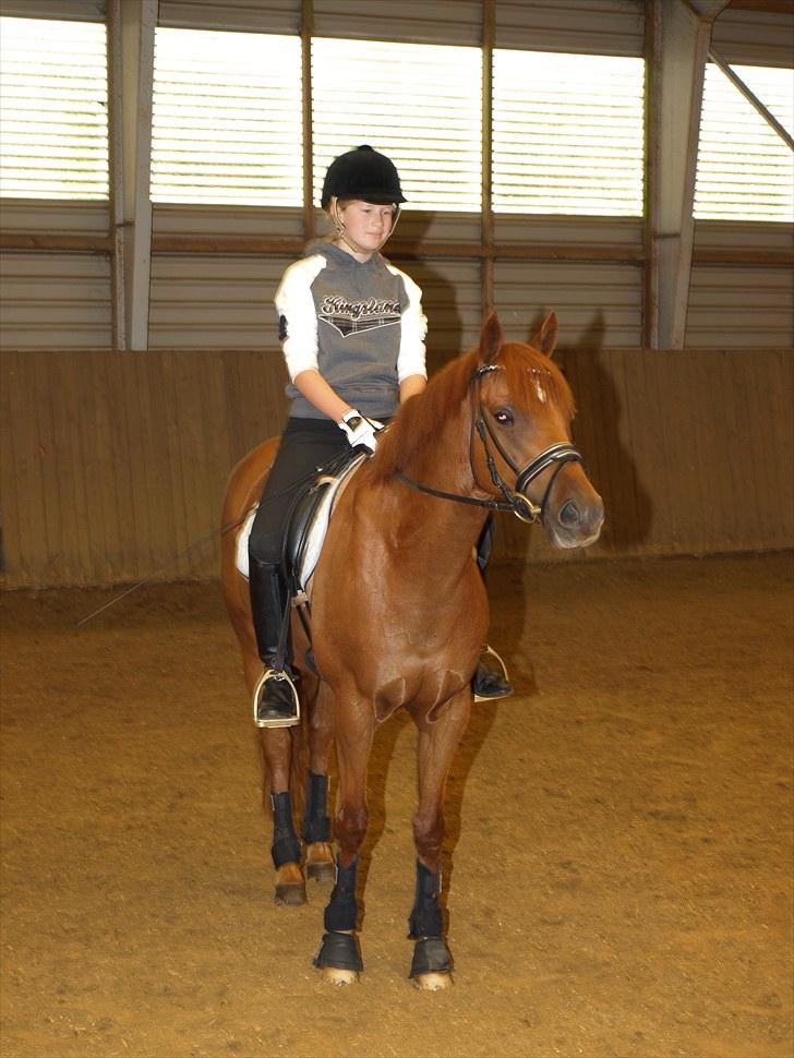 Tysk Sportspony Lykkes Maguire B pony - Den første ride tur efter han var kommet hjem<3 billede 1