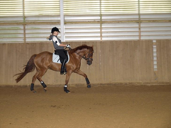 Tysk Sportspony Lykkes Maguire B pony - Den nye prins som bare er så perfekt<3 billede 2