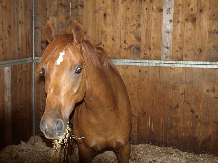 Tysk Sportspony Lykkes Maguire B pony - Smukke billede 3