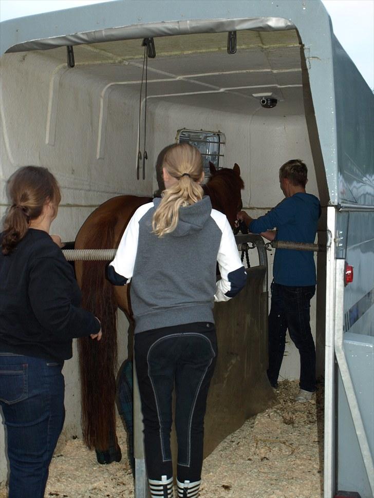 Tysk Sportspony Lykkes Maguire B pony - Farvel til Jannik og godag til mig;) klar til at køre hjem billede 4
