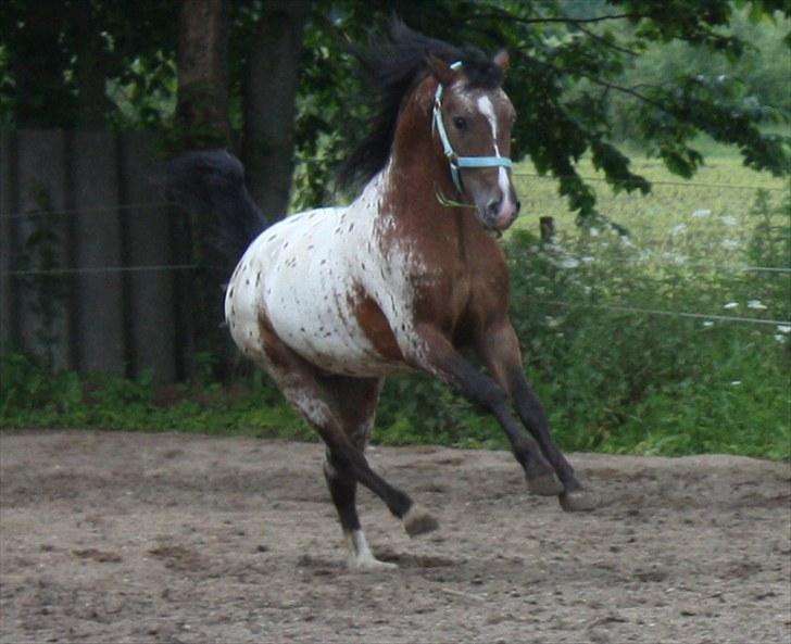 Anden særlig race Robert Redford SOLGT - Stald Enhjørnings Robert Redford i hans store rumlig svævende galop billede 10