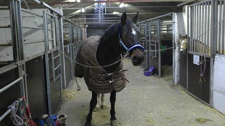 Anden særlig race Lamia  - b. 1 - Velkommen :0)  billede 1