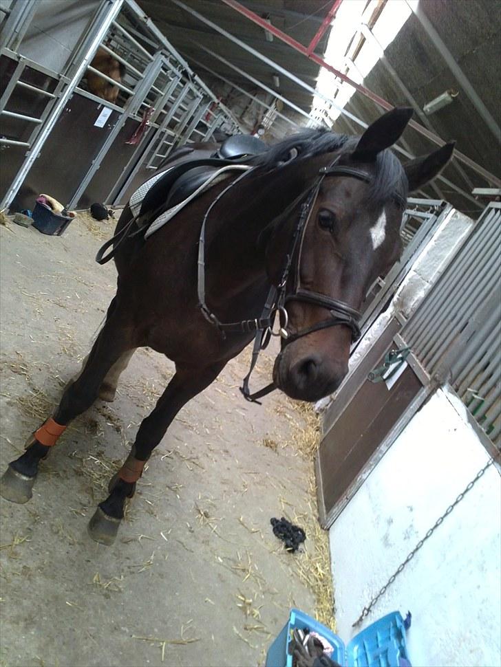 Anden særlig race Lamia  - b. 2 - smukketøsen. billede 2