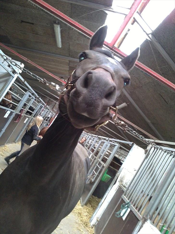 Anden særlig race Lamia  - b. 3 - skøre ponze ;-) billede 3