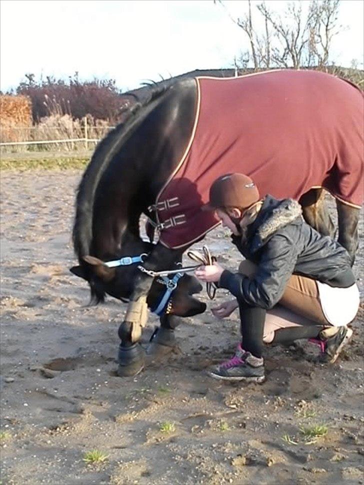 Anden særlig race Lamia  - b. 4 - Vi prøver tricket "at neje", det er ikke perfekt og tæppet sad i vejen! Jeg er ikke hendes passer mere så der bliver ikke øvet på det mere.. billede 4