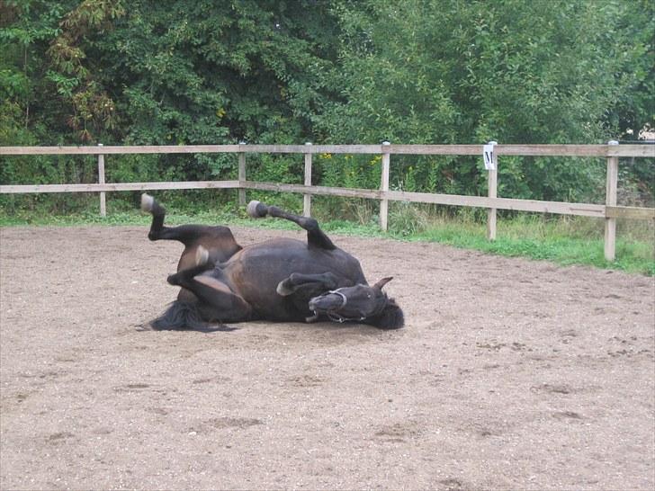 Fuldblod (XX) Soya<3 RIP - Rulle rulle, det hun er bedst til xD billede 6