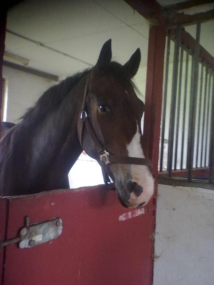 Knabstrupper Tonami billede 1