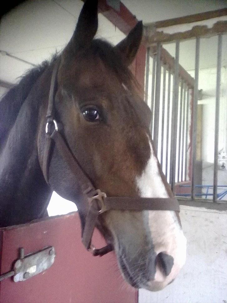 Knabstrupper Tonami billede 2