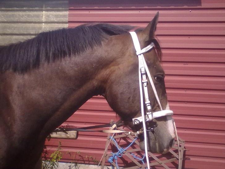 Knabstrupper Tonami billede 4