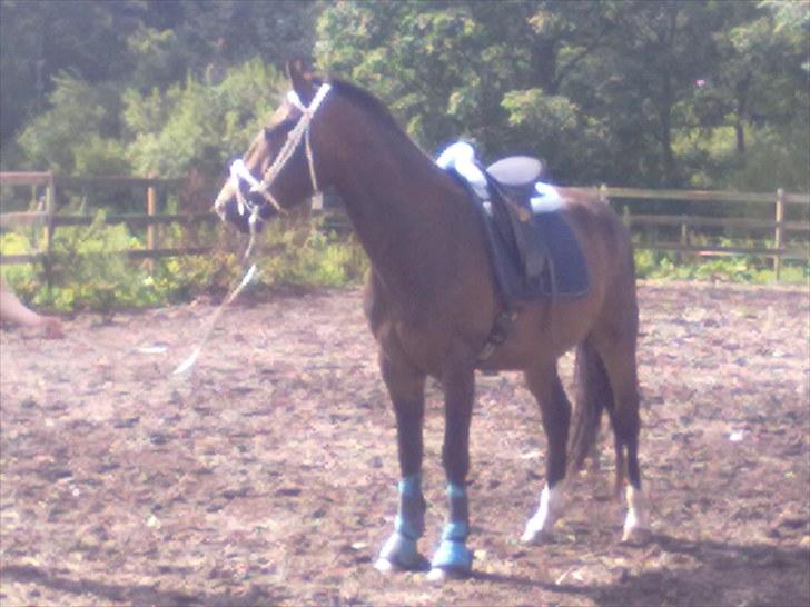 Knabstrupper Tonami billede 5