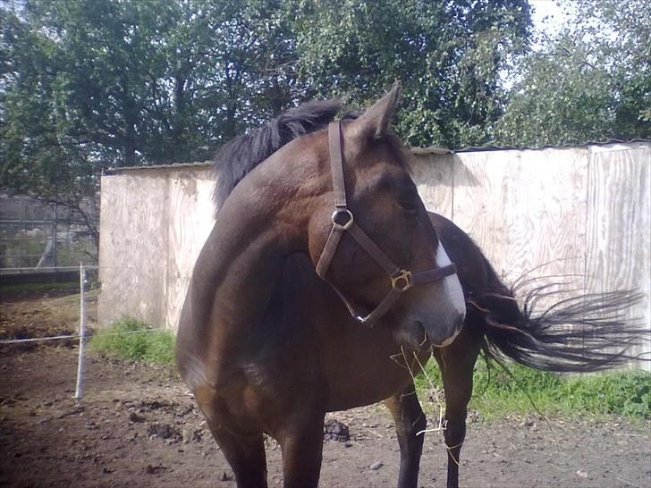 Knabstrupper Tonami billede 6