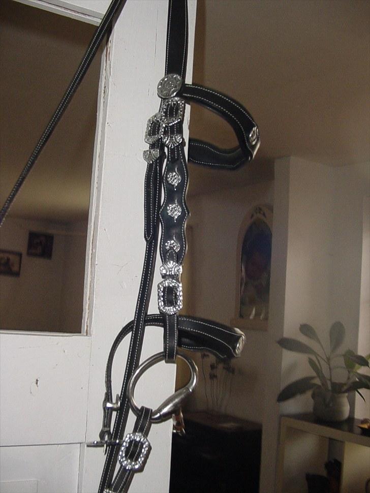 Shetlænder viktor  solgt billede 18