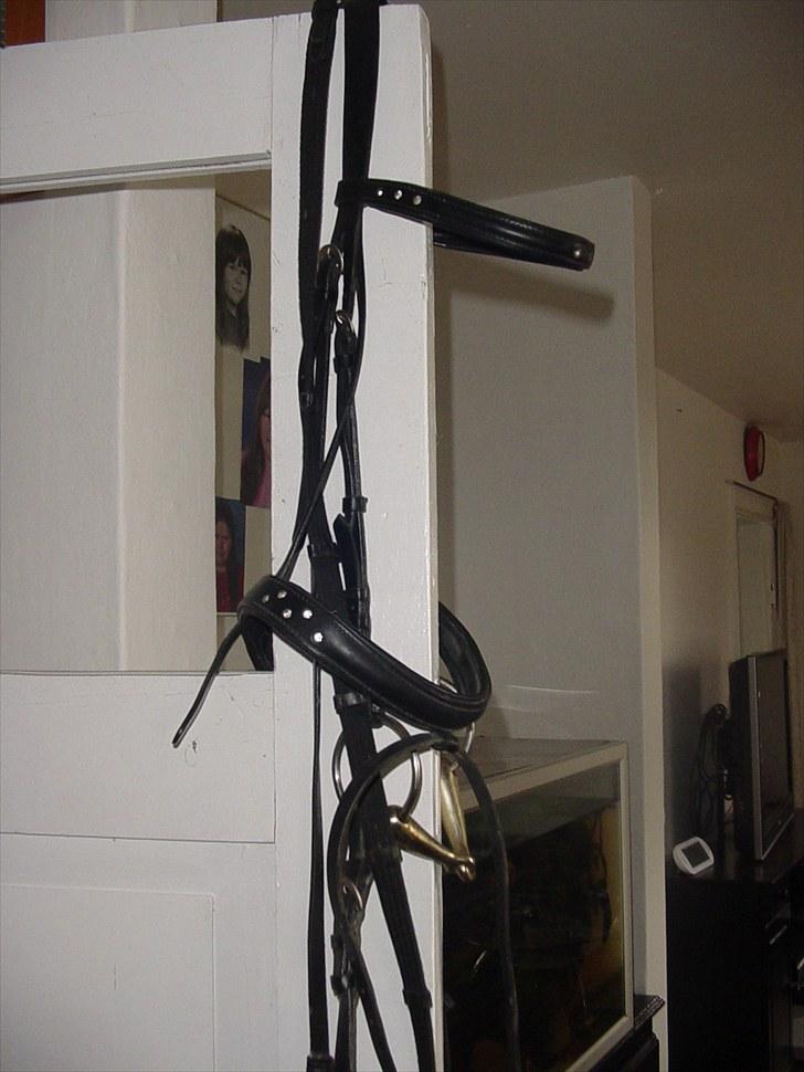 Shetlænder viktor  solgt billede 19