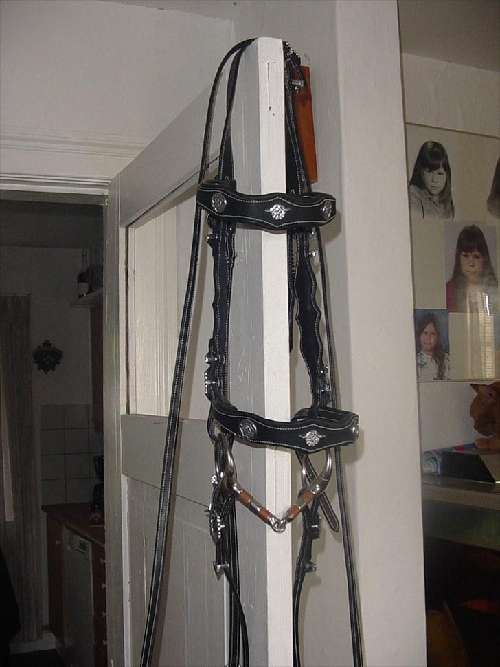 Shetlænder viktor  solgt billede 20