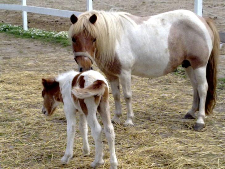 Shetlænder Zat - Swetty med hendes lille føl. 11-7-2009 billede 16