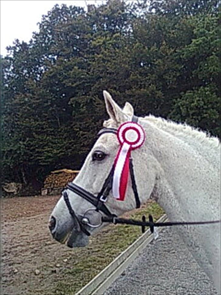 Hollandsk Sportspony Silver Cheval  R.I.P  billede 20