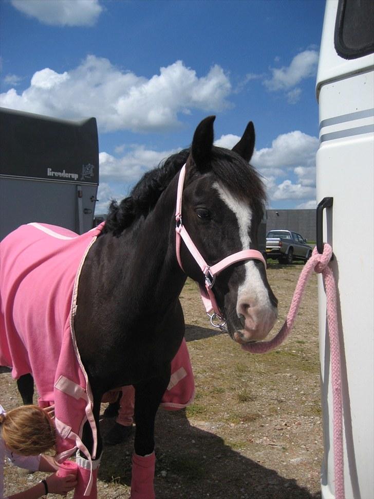 Anden særlig race Lady billede 2