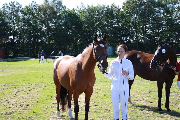 Dansk Varmblod Papaya Ley - 3 plads :D fuldt tilfreds <3 billede 6