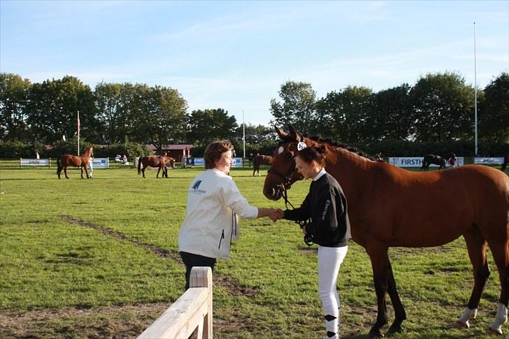 Dansk Varmblod Papaya Ley - Da vi fik rossetten! billede 7