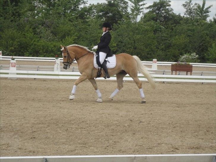 Haflinger Nenee -  Elitehoppe SOLGT billede 15