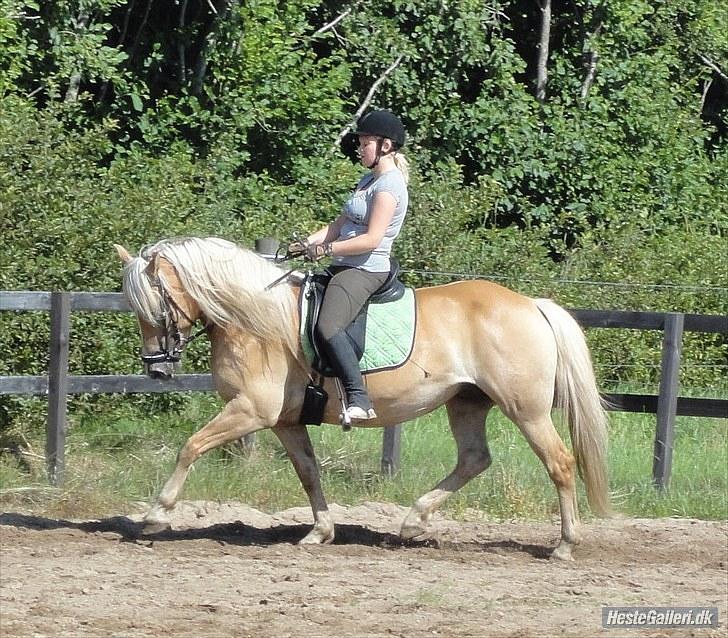 Haflinger Nenee -  Elitehoppe SOLGT - August 2010 - ca. 1½ måned efter hun fik føl. billede 3