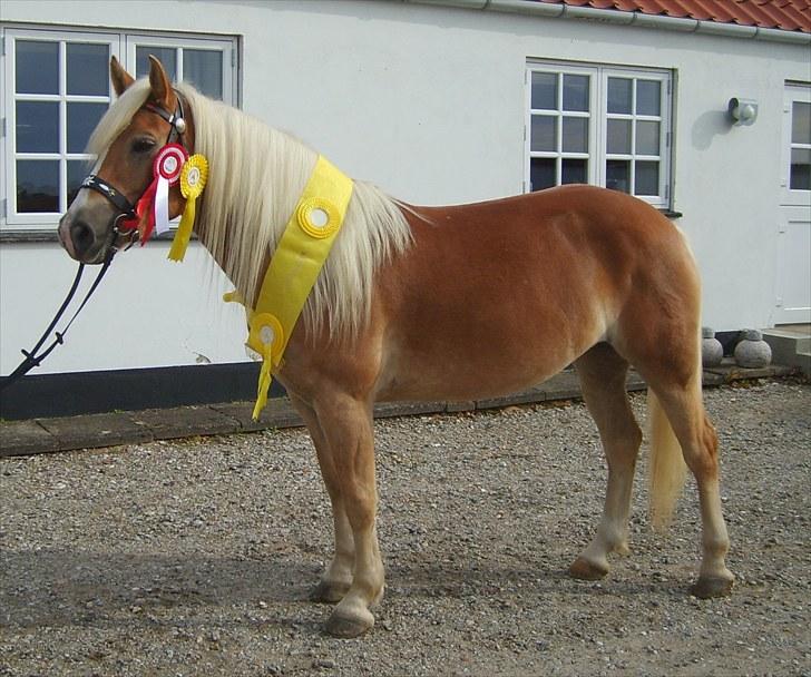 Haflinger Nenee -  Elitehoppe SOLGT - Da hun blev Elitehoppe billede 4