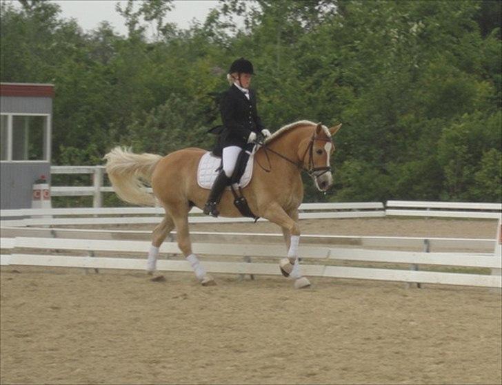 Haflinger Nenee -  Elitehoppe SOLGT billede 6