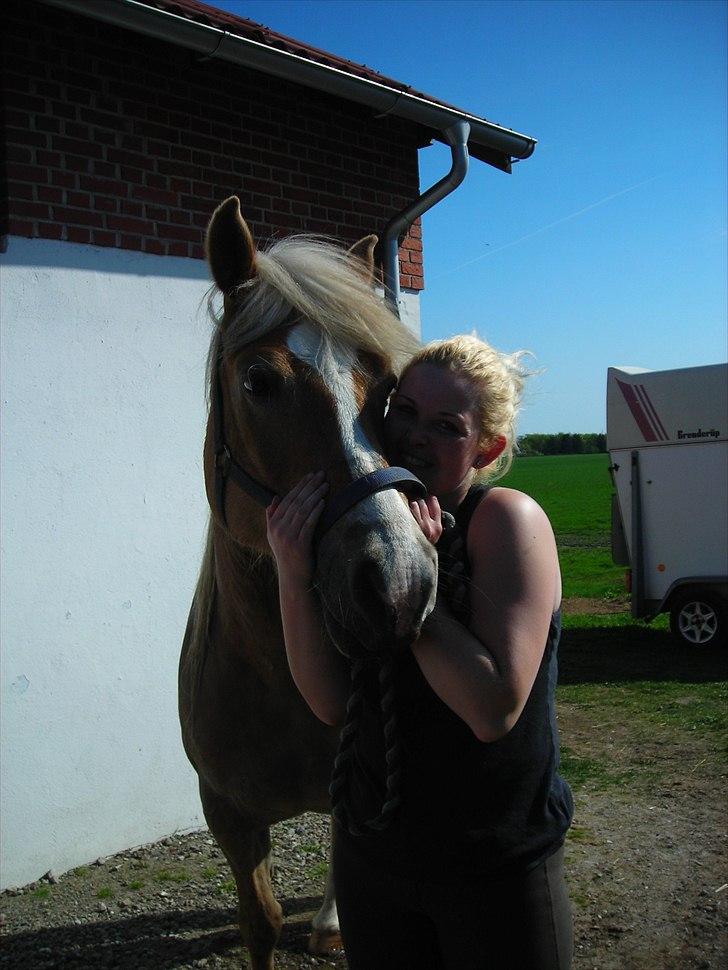 Haflinger Nenee -  Elitehoppe SOLGT billede 7