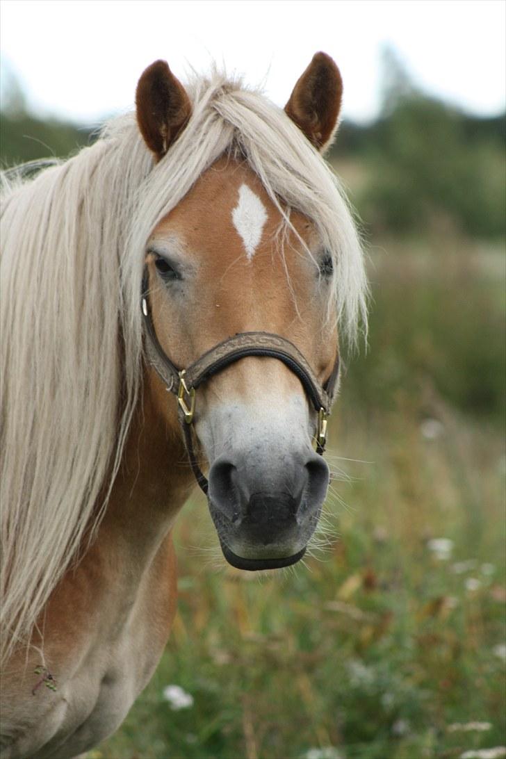 Haflinger Sabrina  billede 1
