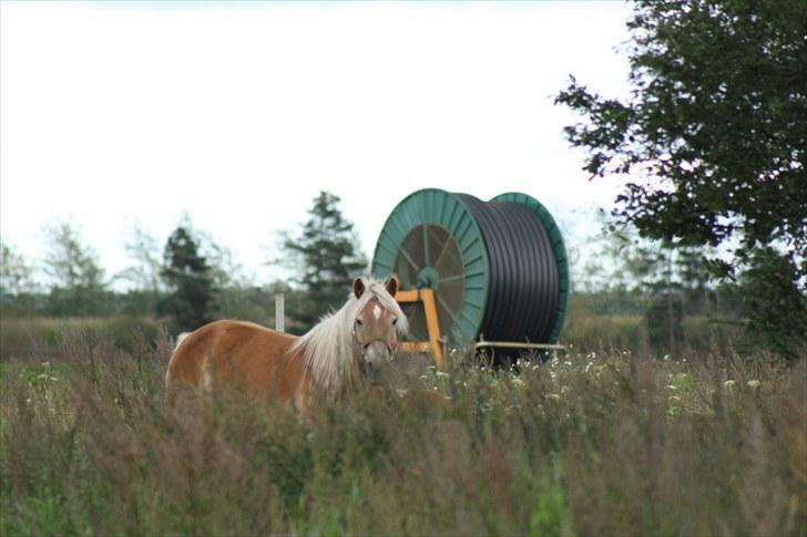 Haflinger Sabrina  billede 2
