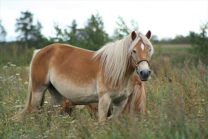Haflinger Sabrina  billede 3