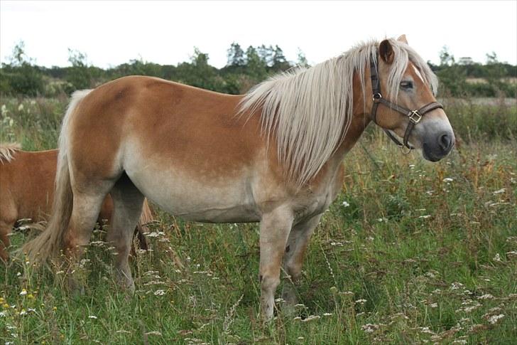 Haflinger Sabrina  billede 4
