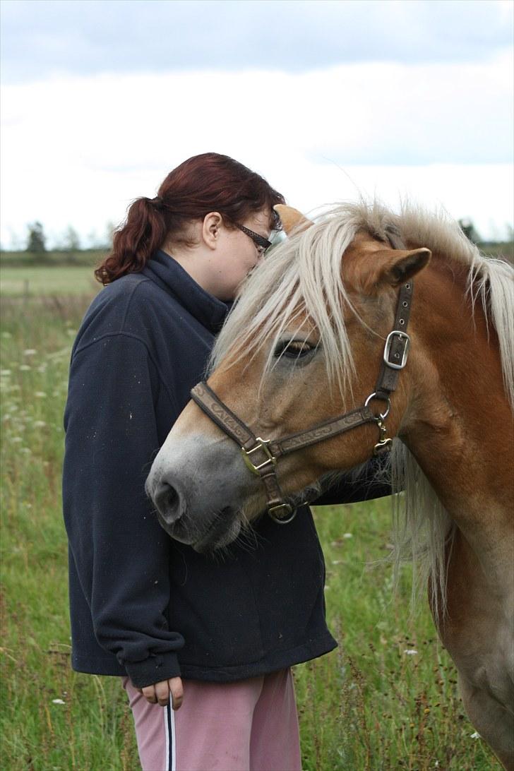 Haflinger Sabrina  billede 5