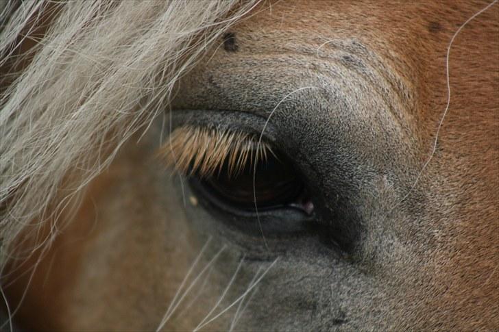 Haflinger Sabrina  billede 6