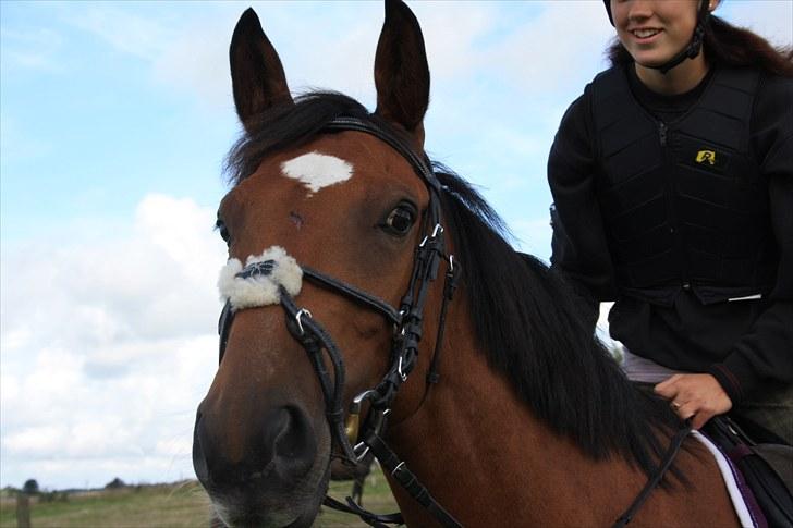 Dansk Varmblod Papaya Ley - Papaya til springtræning <3 billede 8