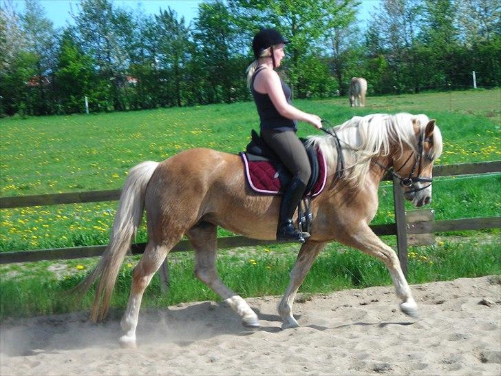 Haflinger Nenee -  Elitehoppe SOLGT billede 9