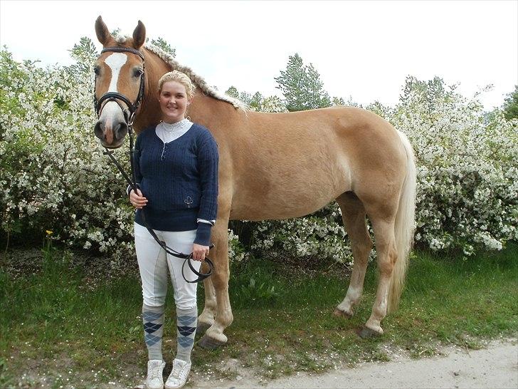 Haflinger Nenee -  Elitehoppe SOLGT billede 10