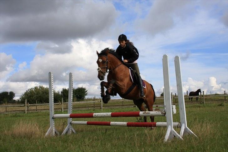 Dansk Varmblod Papaya Ley - Springtræning. billede 10