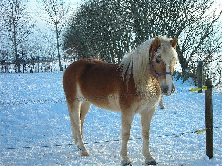 Haflinger Nenee -  Elitehoppe SOLGT - vinter 2010 billede 11