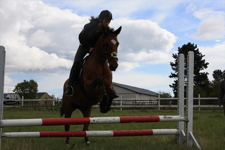 Dansk Varmblod Papaya Ley - Den smukke springer :D billede 11