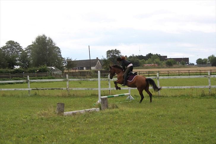 Dansk Varmblod Papaya Ley - You are my number 1 ! billede 12